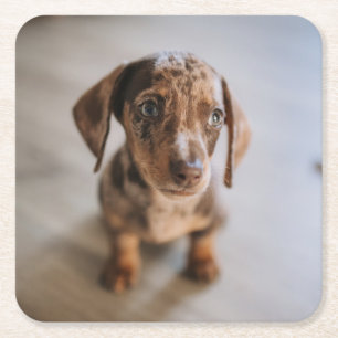 Cutest Baby Animals   Brown Dachshund Puppy Square Paper Coaster