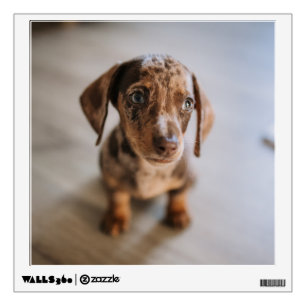 Cutest Baby Animals Brown Dachshund Puppy Wall Decal