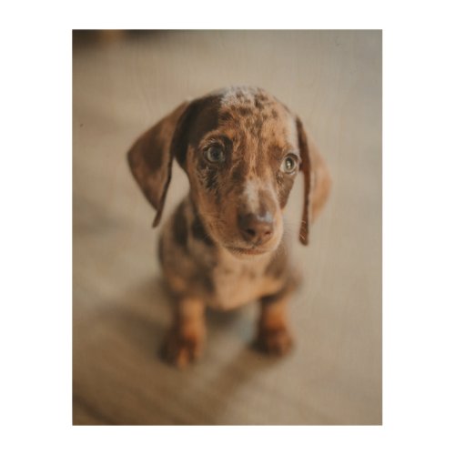 Cutest Baby Animals  Brown Dachshund Puppy Wood Wall Art