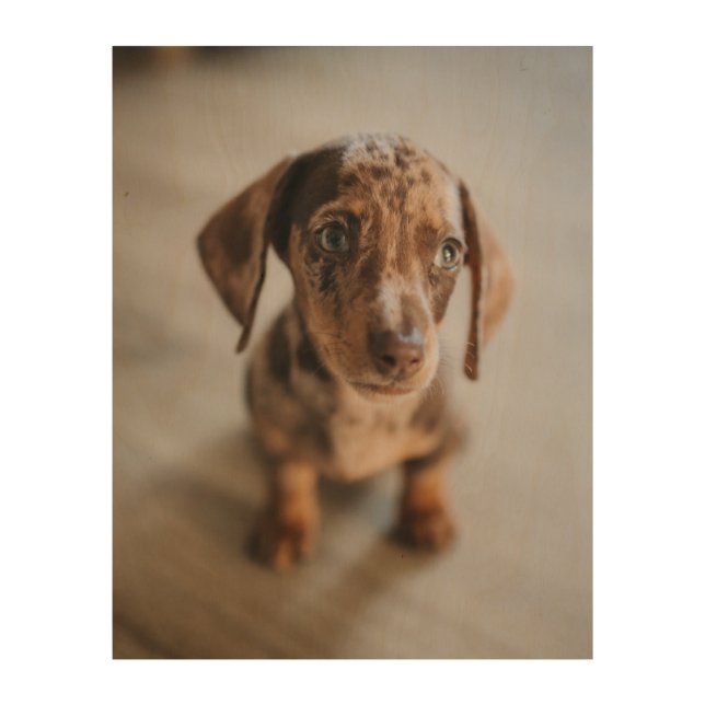 Cutest Baby Animals | Brown Dachshund Puppy Wood Wall Art (Front)