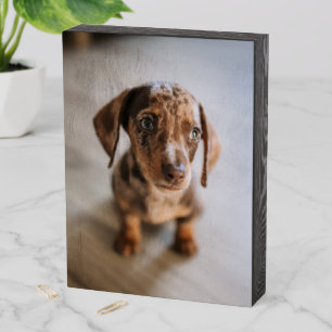 Cutest Baby Animals   Brown Dachshund Puppy Wooden Box Sign