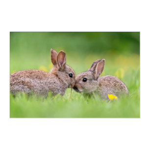 Cutest Baby Animals   Bunny Kiss Acrylic Print