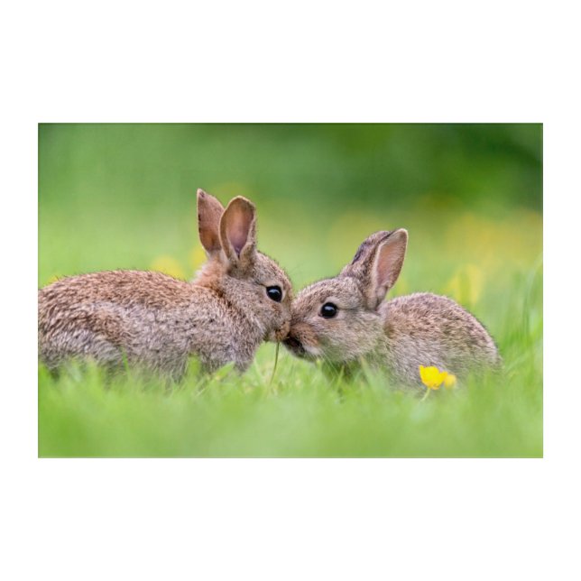 Cutest Baby Animals | Bunny Kiss Acrylic Print (Front)