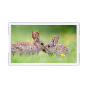 Cutest Baby Animals   Bunny Kiss Acrylic Tray