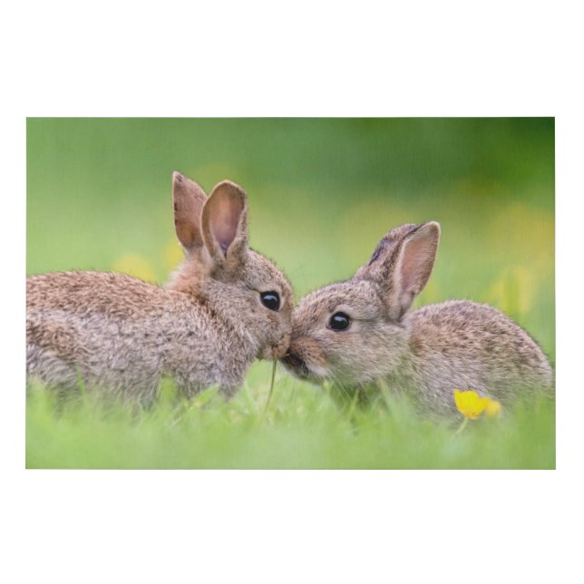 Cutest Baby Animals | Bunny Kiss Faux Canvas Print (Front)
