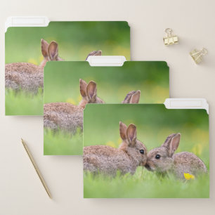Cutest Baby Animals Bunny Kiss File Folder