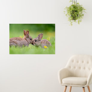 Cutest Baby Animals   Bunny Kiss Foam Board