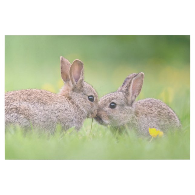 Cutest Baby Animals | Bunny Kiss Gallery Wrap (Front)