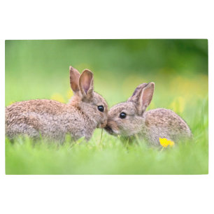 Cutest Baby Animals Bunny Kiss Metal Print