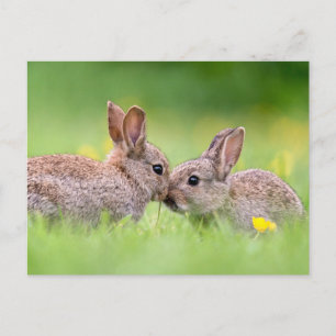 Cutest Baby Animals   Bunny Kiss Postcard