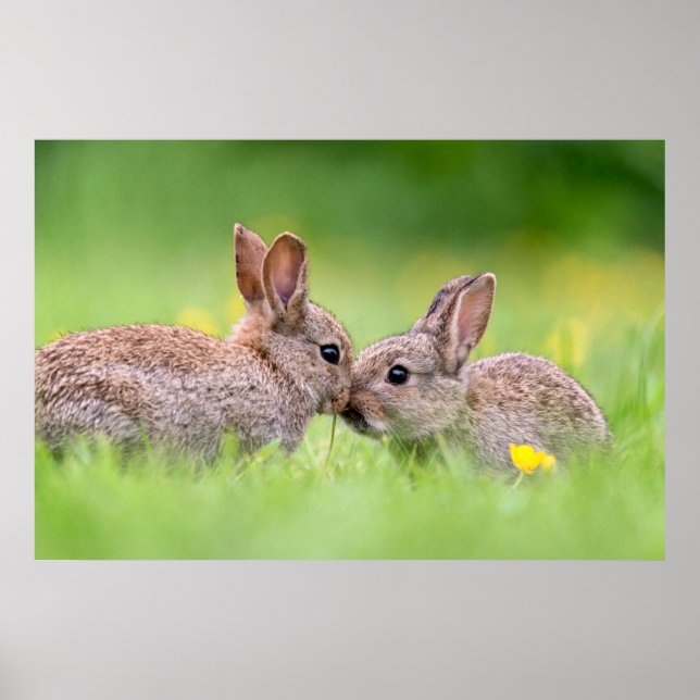 Cutest Baby Animals | Bunny Kiss Poster (Front)
