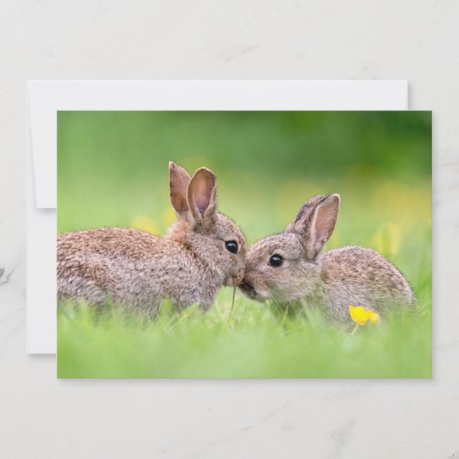 Cutest Baby Animals | Bunny Kiss Thank You Card (Front)
