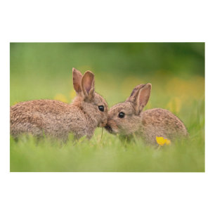 Cutest Baby Animals Bunny Kiss Wood Wall Art