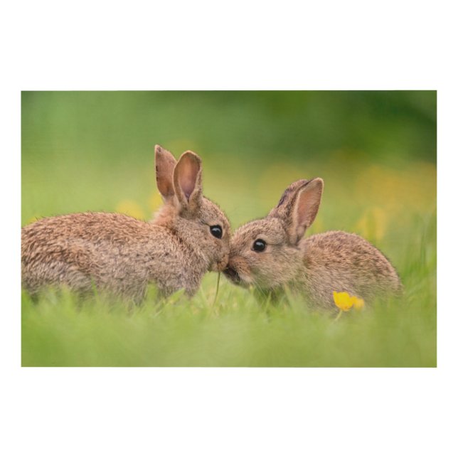 Cutest Baby Animals | Bunny Kiss Wood Wall Art (Front)