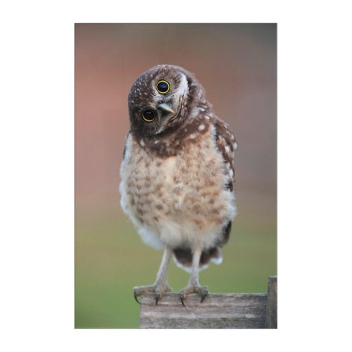 Cutest Baby Animals  Burrowing Owl Owlet Acrylic Print