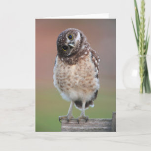 Cutest Baby Animals Burrowing Owl Owlet Card