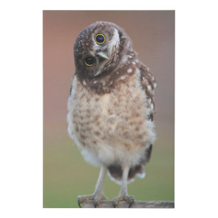 Cutest Baby Animals Burrowing Owl Owlet Faux Canvas Print