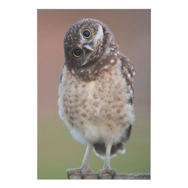 Cutest Baby Animals | Burrowing Owl Owlet Faux Canvas Print (Front)
