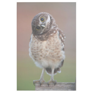 Cutest Baby Animals Burrowing Owl Owlet Gallery Wrap