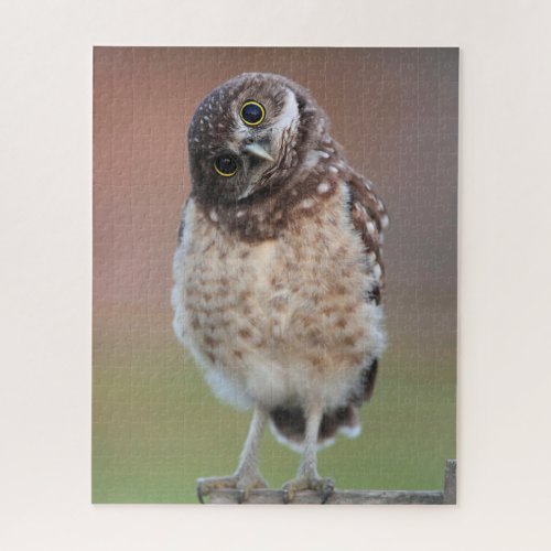 Cutest Baby Animals  Burrowing Owl Owlet Jigsaw Puzzle