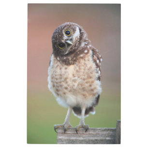 Cutest Baby Animals Burrowing Owl Owlet Metal Print