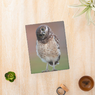Cutest Baby Animals Burrowing Owl Owlet Mini Binder
