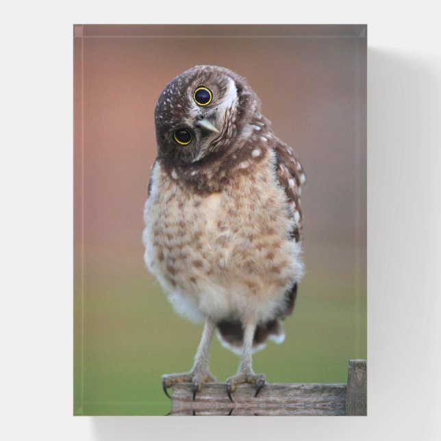 Cutest Baby Animals | Burrowing Owl Owlet Paperweight (Vertical)