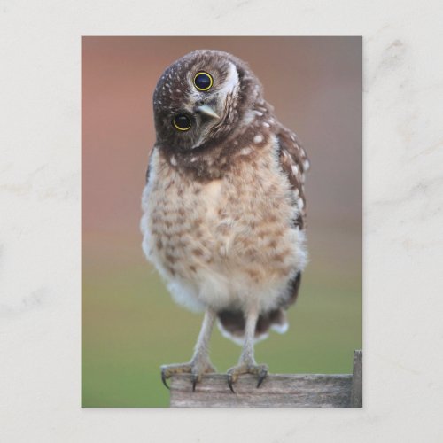 Cutest Baby Animals  Burrowing Owl Owlet Postcard