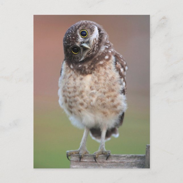 Cutest Baby Animals | Burrowing Owl Owlet Postcard (Front)