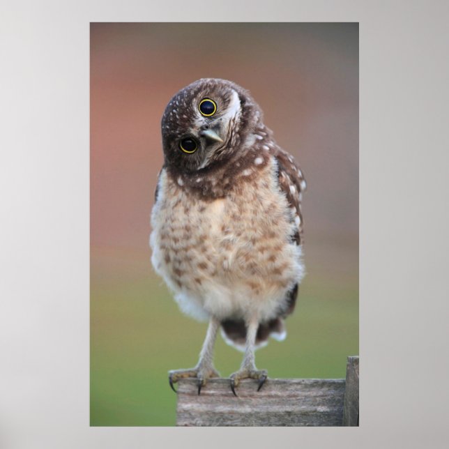 Cutest Baby Animals | Burrowing Owl Owlet Poster (Front)