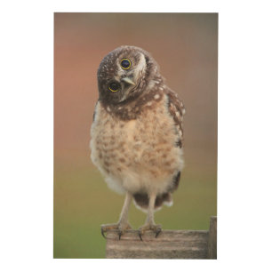 Cutest Baby Animals Burrowing Owl Owlet Wood Wall Art