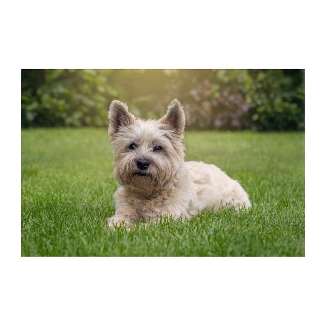 Cutest Baby Animals | Cairn Terrier Dog Acrylic Print (Front)