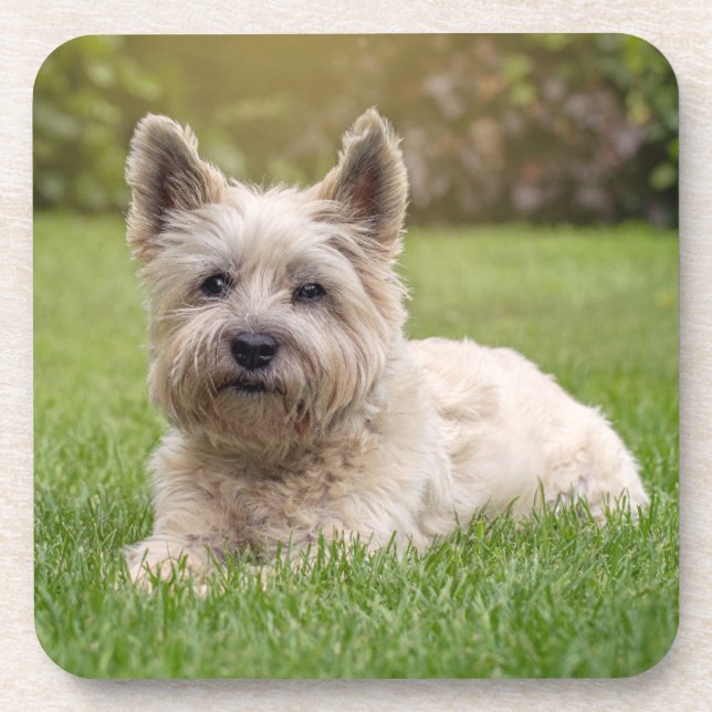 Cutest Baby Animals | Cairn Terrier Dog Beverage Coaster (Front)