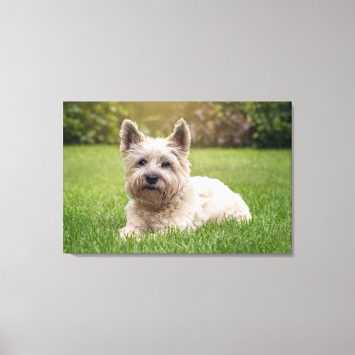 Cutest Baby Animals  Cairn Terrier Dog Canvas Print