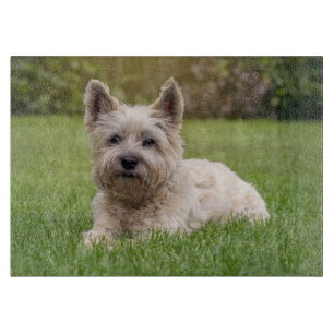 Cutest Baby Animals Cairn Terrier Dog Cutting Board