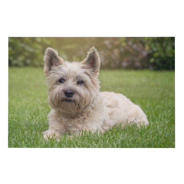 Cutest Baby Animals | Cairn Terrier Dog Faux Canvas Print (Front)