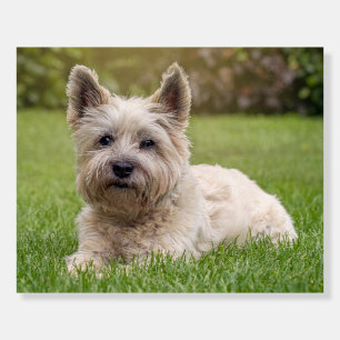 Cutest Baby Animals Cairn Terrier Dog Foam Board