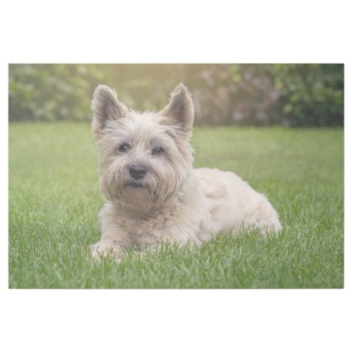 Cutest Baby Animals  Cairn Terrier Dog Gallery Wrap