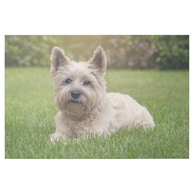 Cutest Baby Animals | Cairn Terrier Dog Gallery Wrap (Front)