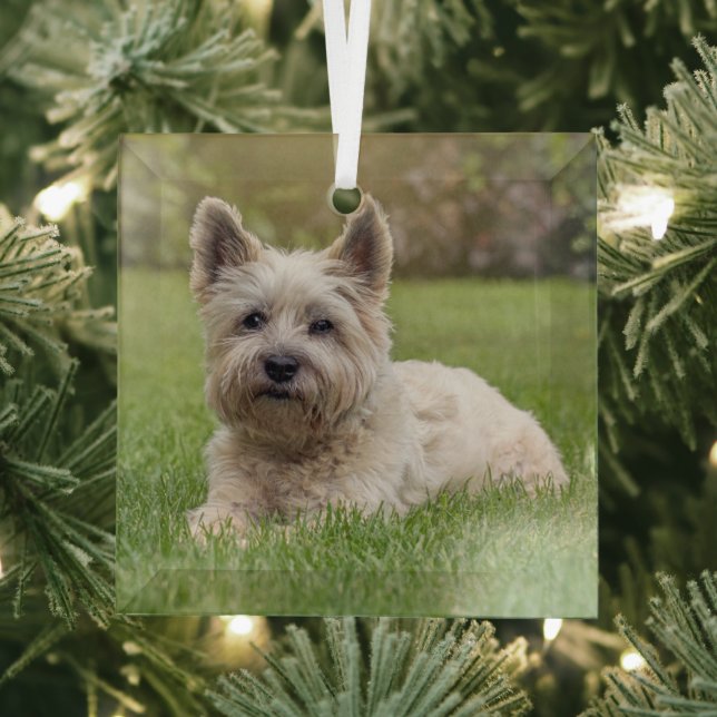 Cutest Baby Animals | Cairn Terrier Dog Glass Ornament (Insitu)