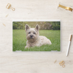 Cutest Baby Animals   Cairn Terrier Dog HP Laptop Skin