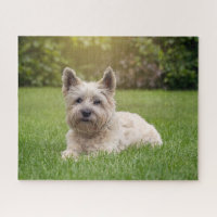 Cutest Baby Animals | Cairn Terrier Dog