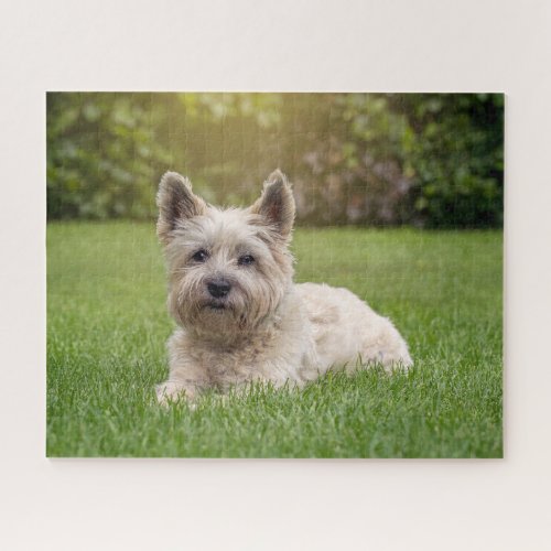 Cutest Baby Animals  Cairn Terrier Dog Jigsaw Puzzle