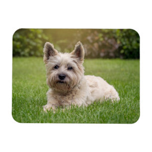 Cutest Baby Animals Cairn Terrier Dog Magnet