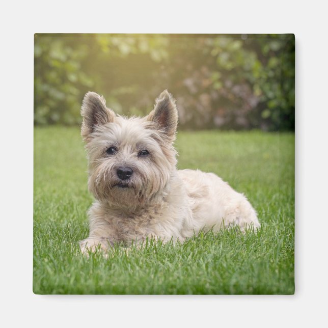 Cutest Baby Animals | Cairn Terrier Dog Magnet (Front)