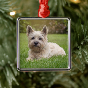 Cutest Baby Animals Cairn Terrier Dog Metal Ornament