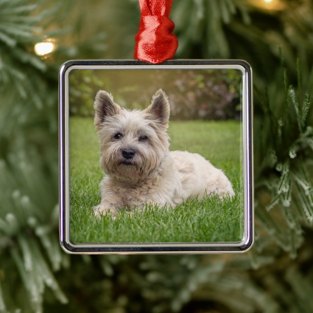 Cutest Baby Animals | Cairn Terrier Dog Metal Ornament (Tree)