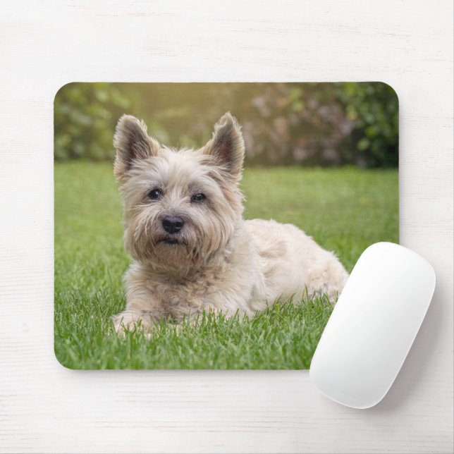 Cutest Baby Animals | Cairn Terrier Dog Mouse Pad (With Mouse)