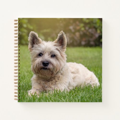 Cutest Baby Animals  Cairn Terrier Dog Notebook