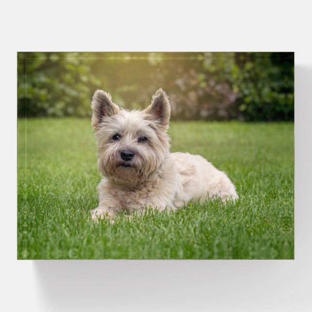 Cutest Baby Animals | Cairn Terrier Dog Paperweight (Front)